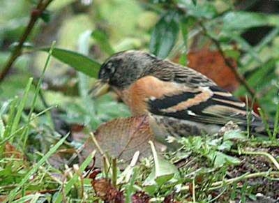 Brambling