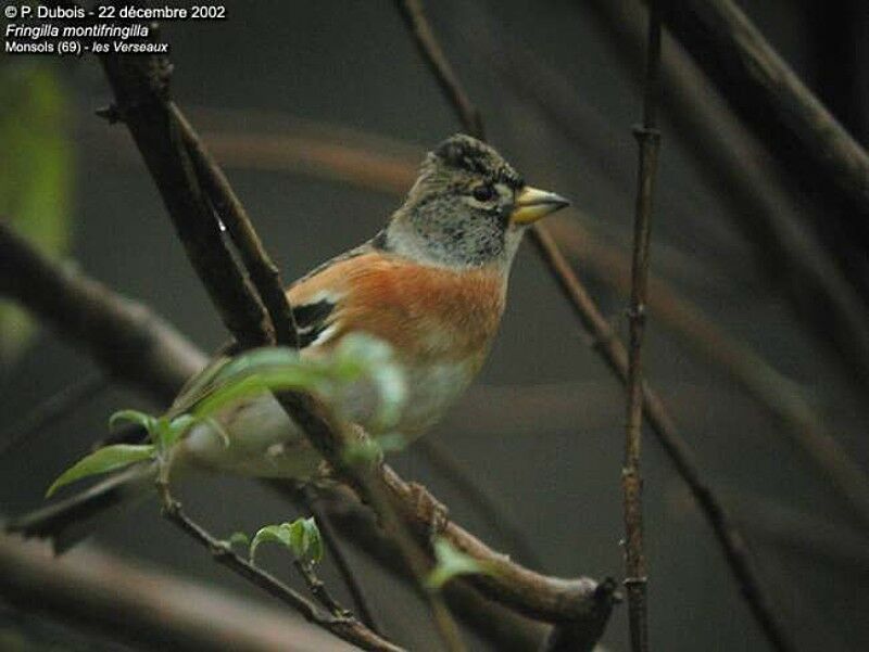 Brambling