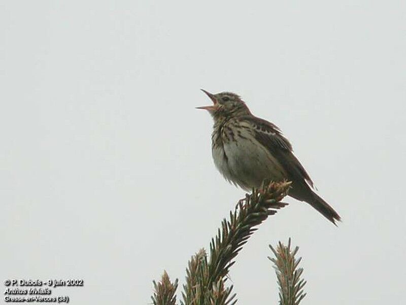 Tree Pipit