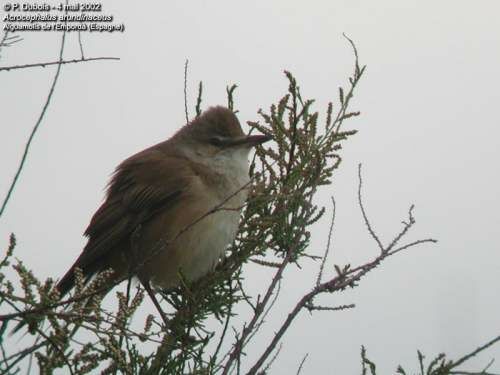 Great Reed Warbler