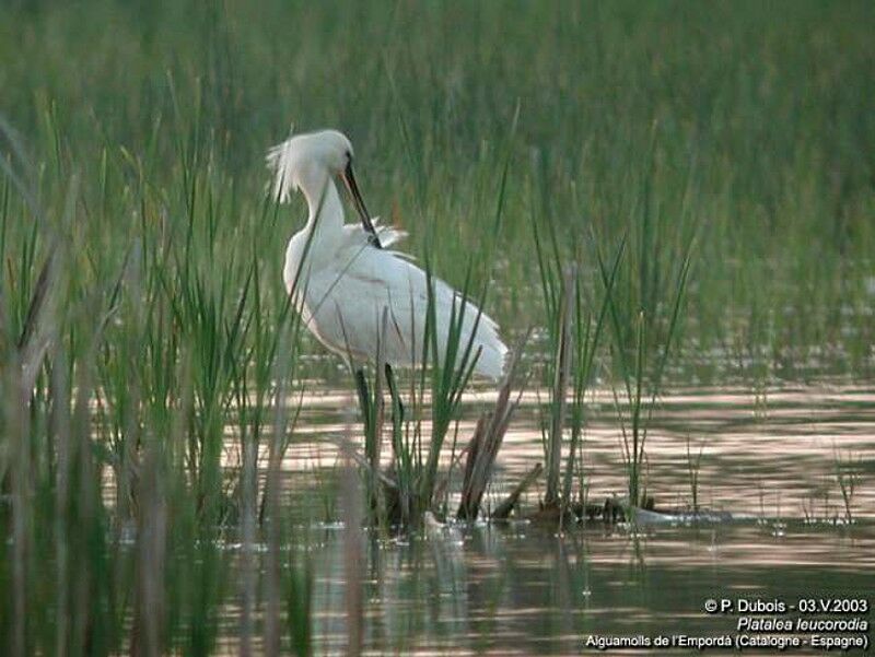 Eurasian Spoonbill