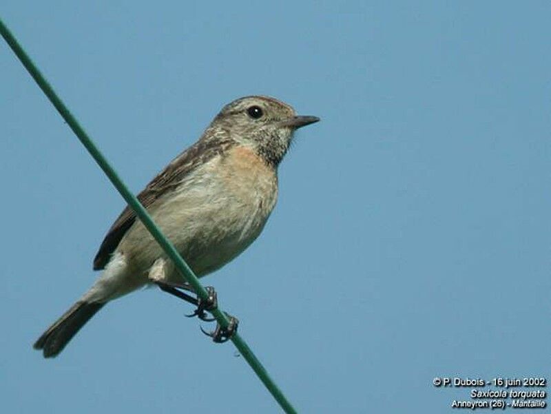 European Stonechat