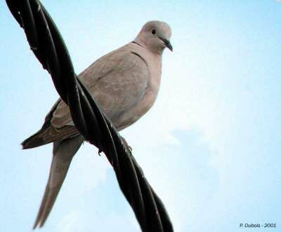 Eurasian Collared Dove