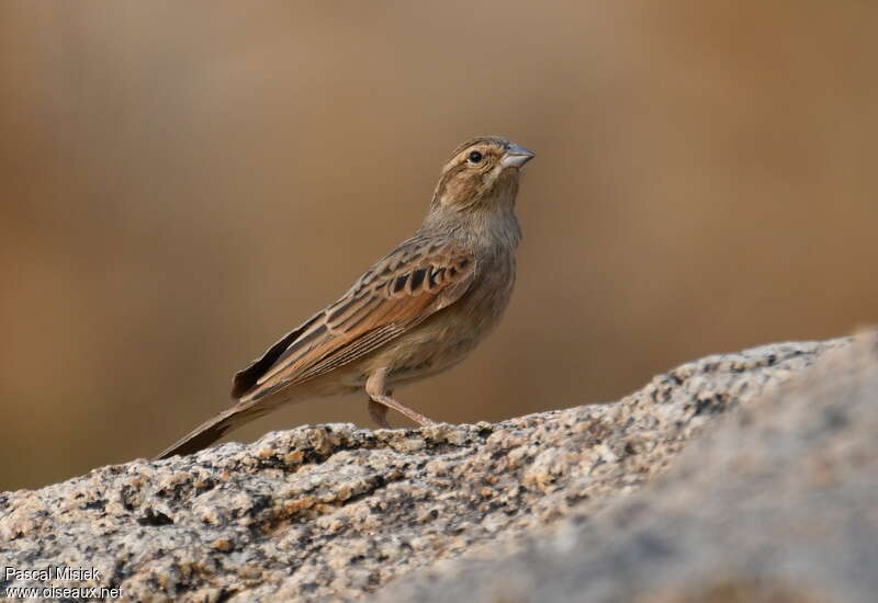 Lark-like Buntingadult, identification