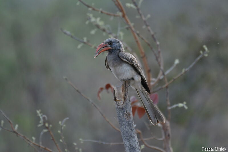 Bradfield's Hornbill