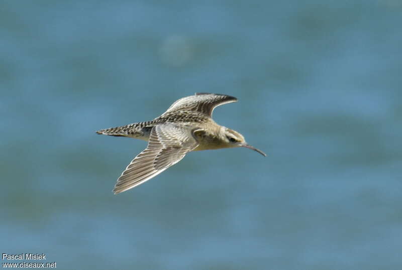 Little Curlew, pigmentation, Flight