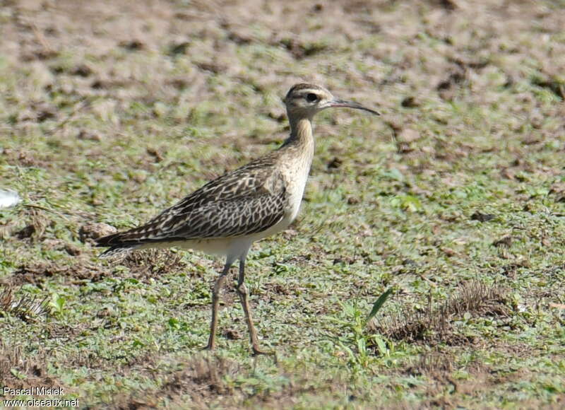 Courlis nain, identification