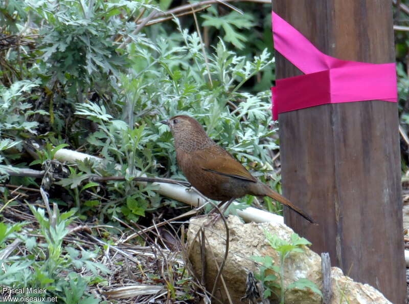 Garrulaxe du Bhoutanadulte, habitat