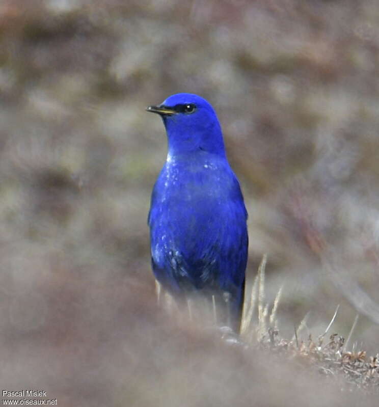 Grandala bleu mâle adulte, portrait