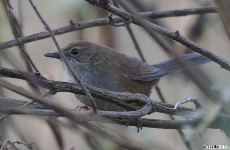 Russet Bush Warbler