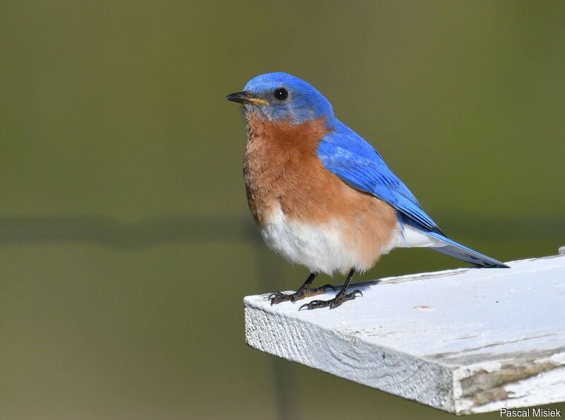 Eastern Bluebird