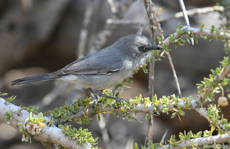 Layard's Warbler