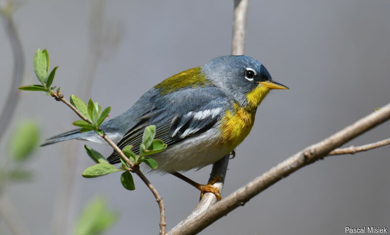 Northern Parula, close-up portrait