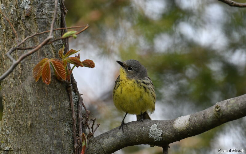 Kirtland's Warbler