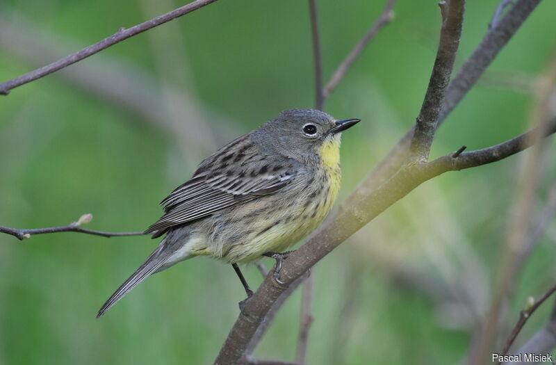 Kirtland's Warbler