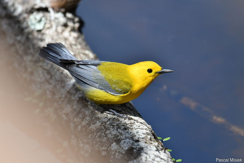 Prothonotary Warbler