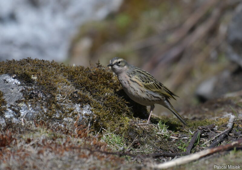 Rosy Pipit