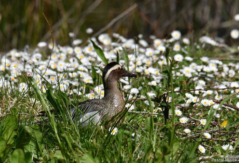 Sarcelle d'été