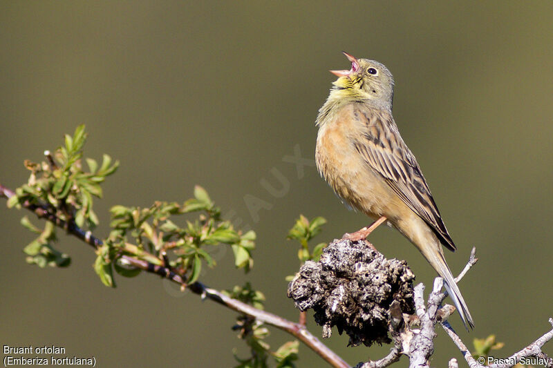 Ortolan Bunting, song