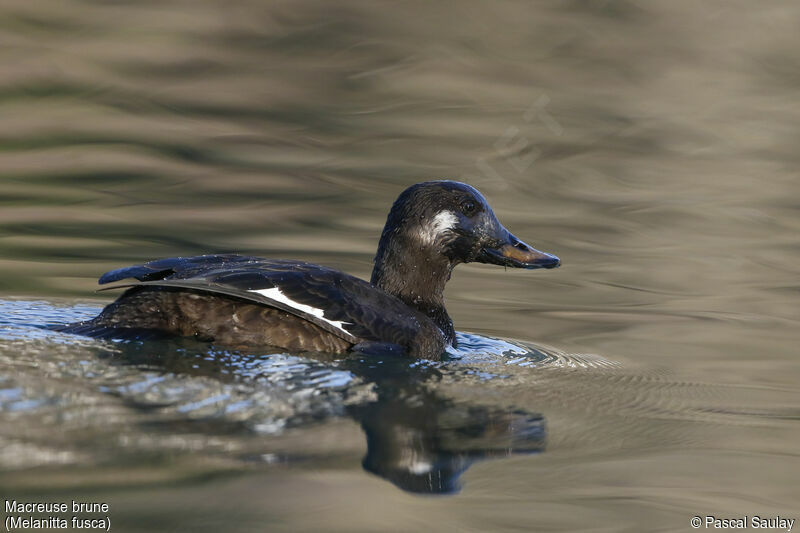 Macreuse brune, identification, nage