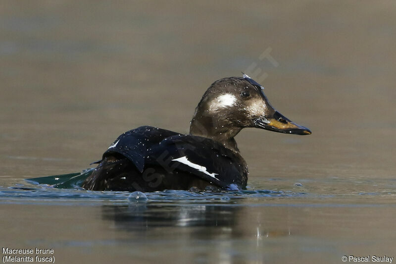 Macreuse brune, identification, nage