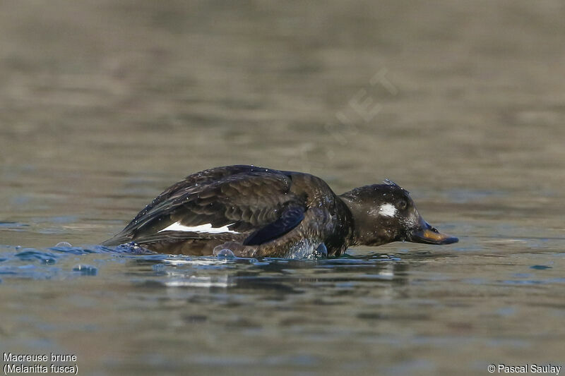 Macreuse brune, identification, nage