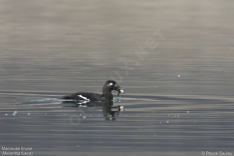 Macreuse brune, nage, pêche/chasse