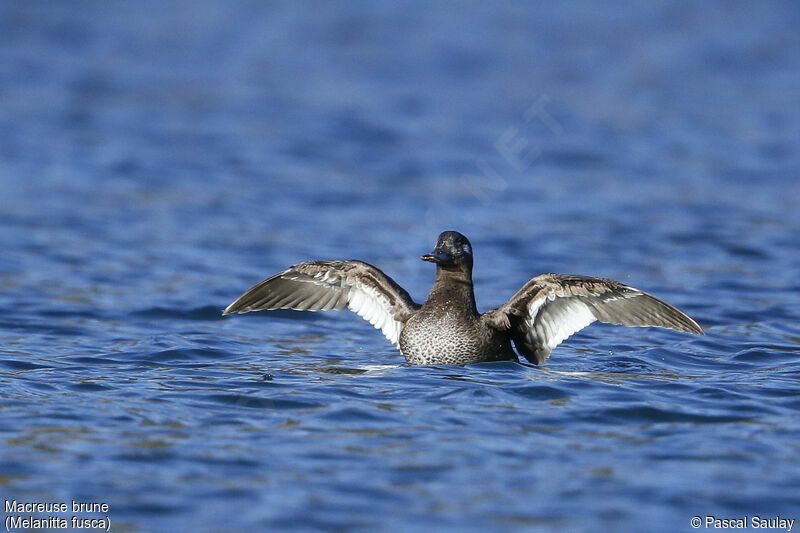 Macreuse brune, identification, nage