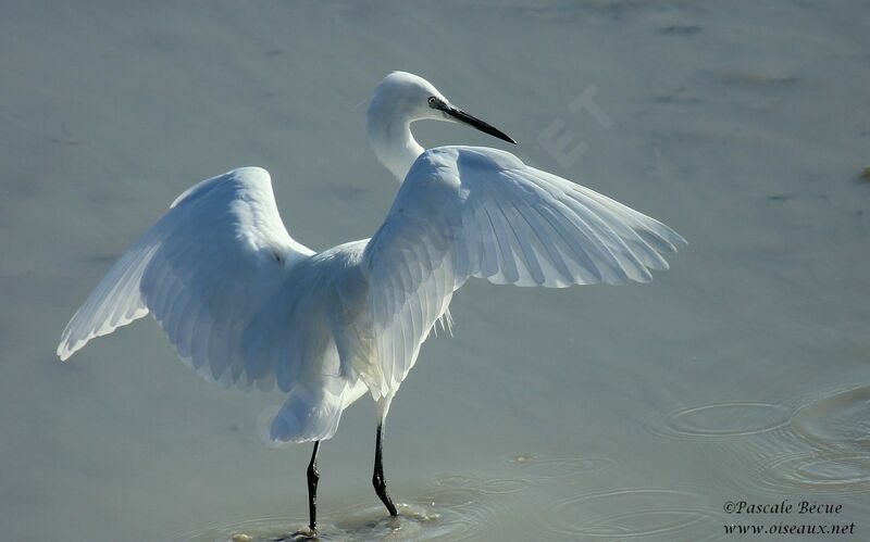 Little Egretadult