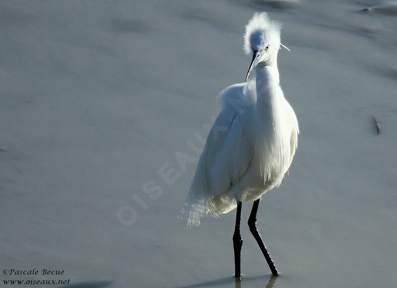 Little Egretadult