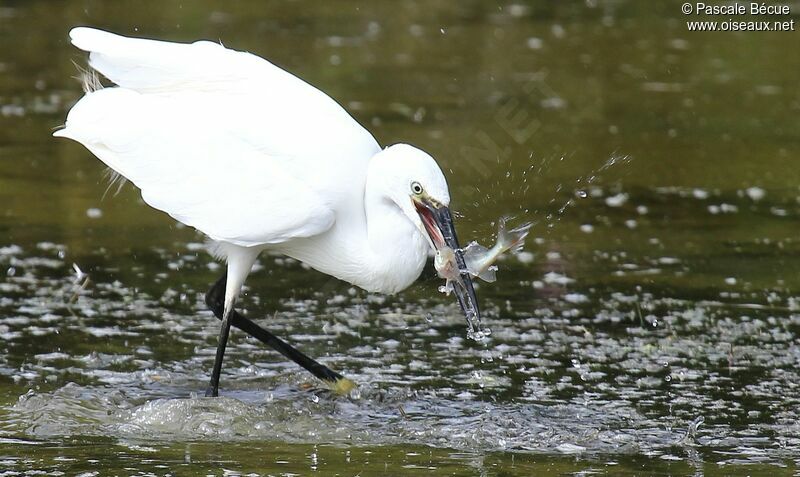 Aigrette garzetteadulte, régime