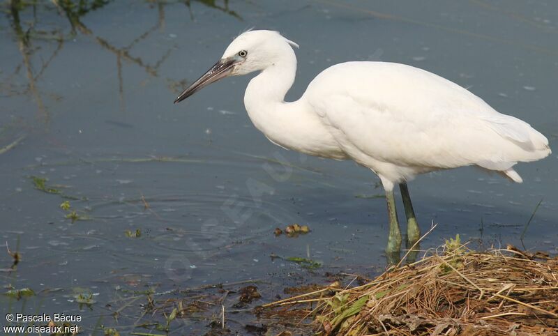 Aigrette garzettejuvénile