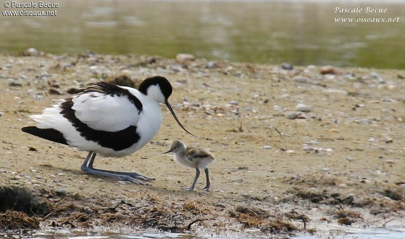 Pied Avocet