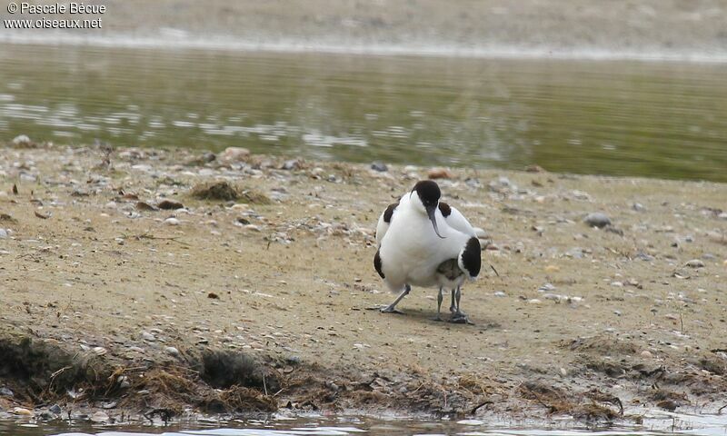 Avocette élégante