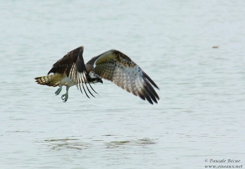 Balbuzard pêcheur