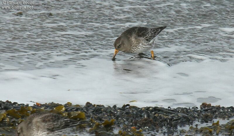 Purple Sandpiper