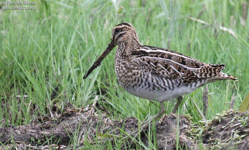 Common Snipeadult