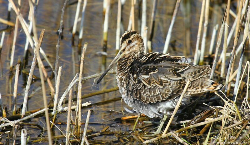 Common Snipeadult