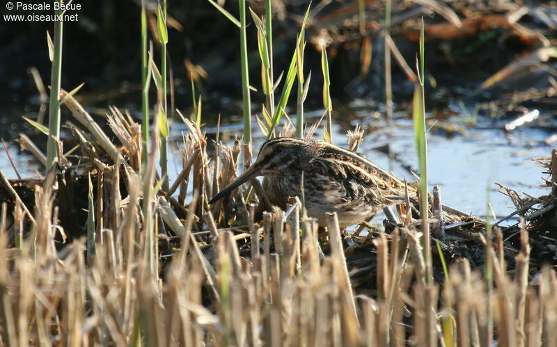 Jack Snipeadult, identification