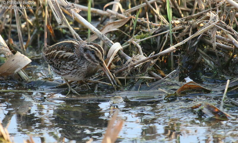 Jack Snipeadult, identification, close-up portrait, eats