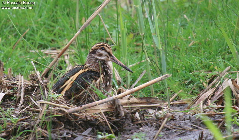 Bécassine sourdeadulte, identification