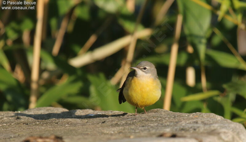 Bergeronnette des ruisseauxadulte, identification