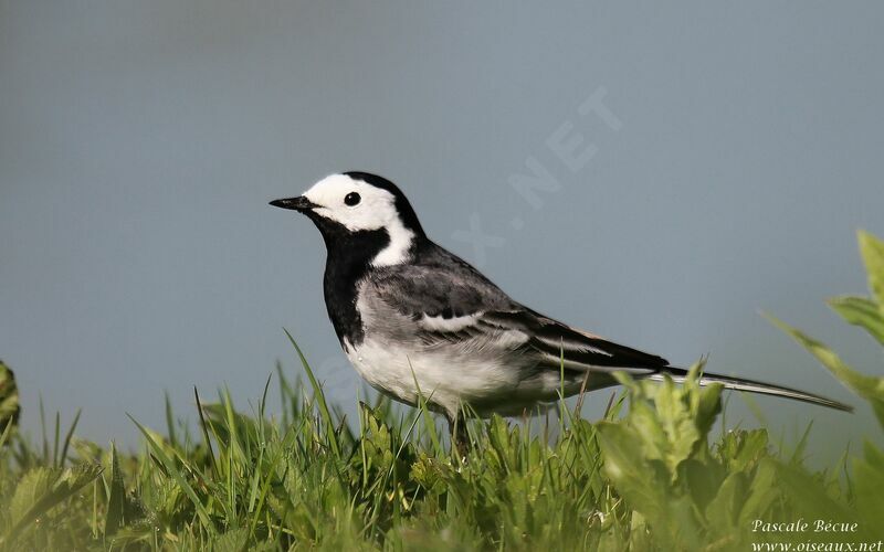 White Wagtailadult