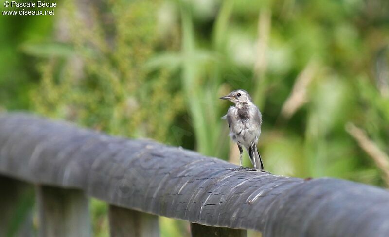 White Wagtailjuvenile