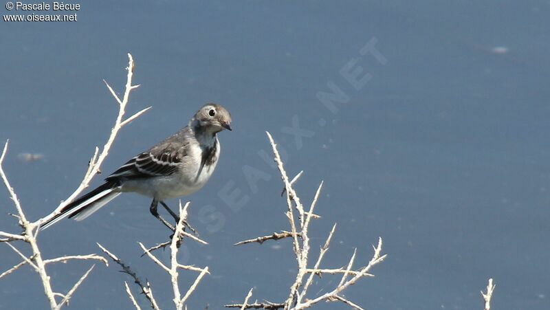 White Wagtailjuvenile