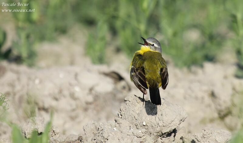 Western Yellow Wagtailadult