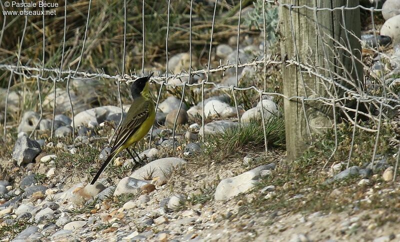 Western Yellow Wagtail