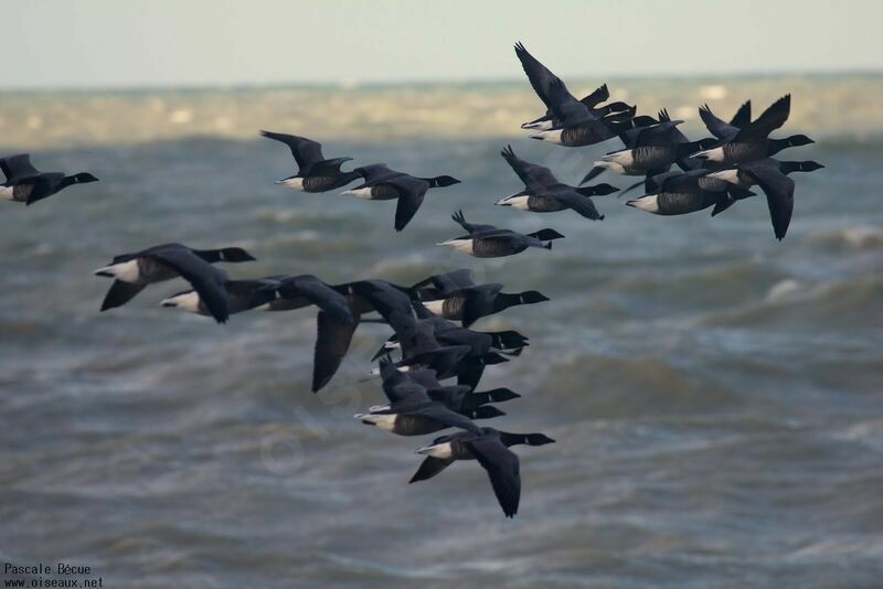 Brant Goose