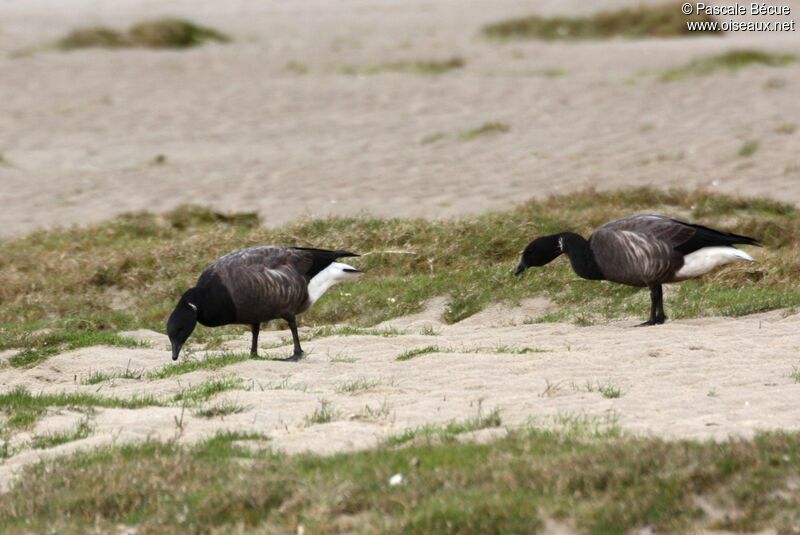 Brant Gooseadult