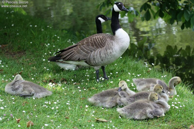 Canada Goose